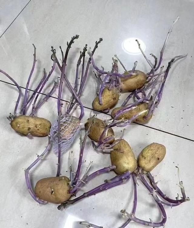 土豆皮红色的怎么回事，土豆皮有点红色（土豆发芽还能吃吗）