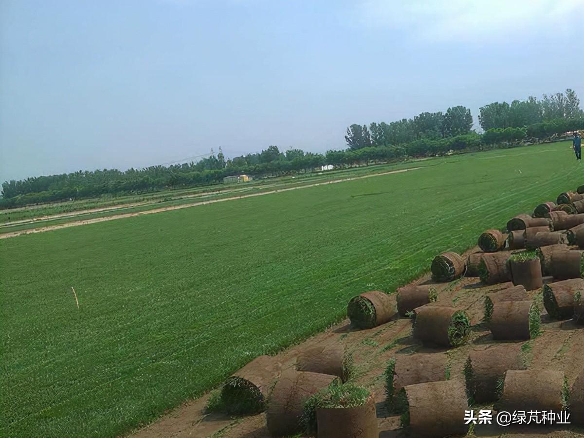 四季青草坪是什么品种，四季青草坪缺点（四季青草坪的优缺点分析）