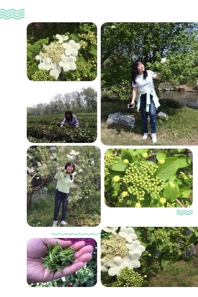 西府海棠的花语和寓意，西府海棠的花语和寓意是什么（钟山*雨花台*玄武湖）