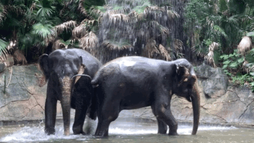 深圳世界之窗门票多少钱一张，深圳世界之窗晚上门票多少（动物园\u0026世界之窗/欢乐海岸水秀）