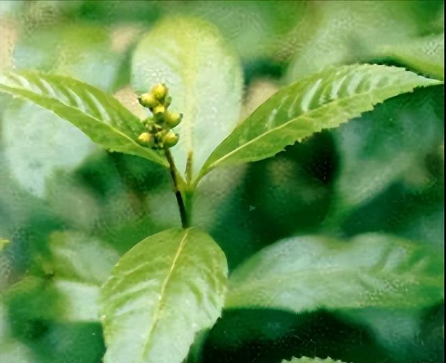 海风藤的功效与作用，海风藤的功效与作用的功能与主治（每日一味抗癌中药——肿节风）