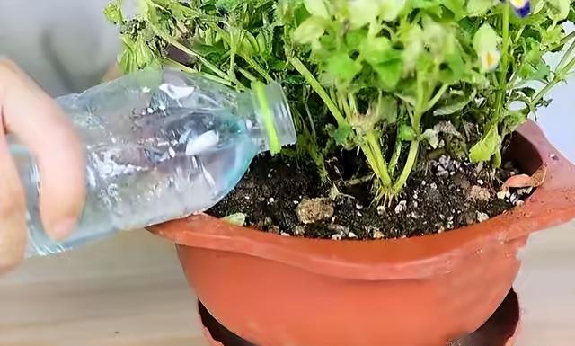 浇花用什么水好，用什么水浇花比较好（用“3种水”来浇花）