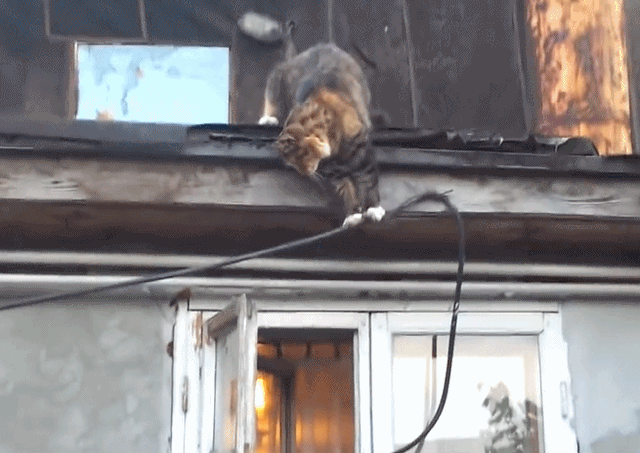 养猫的人容易得什么病，养猫容易得什么病（网友：我得了好几种病）