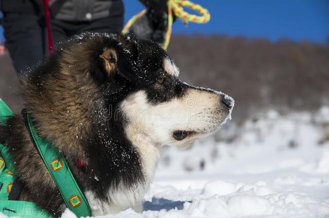 雪橇犬三傻是哪三傻（\