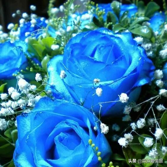 蓝色妖姬花语，分享图片—醉美的蓝色妖姬（蓝色妖姬花语文案）