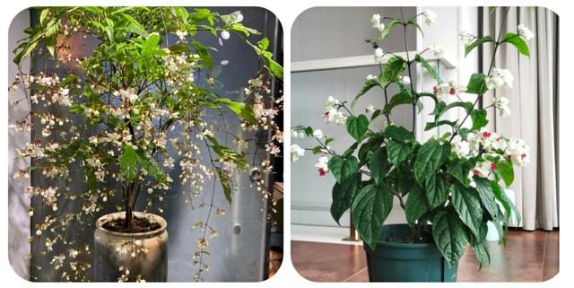 常见50种室内植物都有哪些，室内种植的植物有哪些（100种花能养在阳台上）