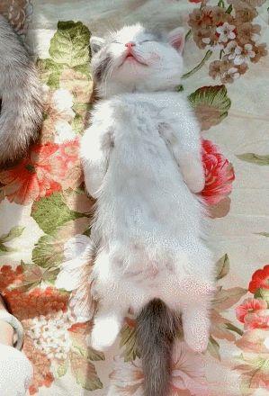 女生梦到猫是什么意思，彻底了解猫的睡眠机制（女生梦到猫是什么意思预兆）