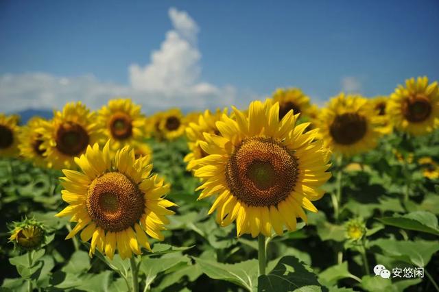 傲慢与偏见摘抄，傲慢与偏见语录摘抄（傲慢与偏见 经典名句）
