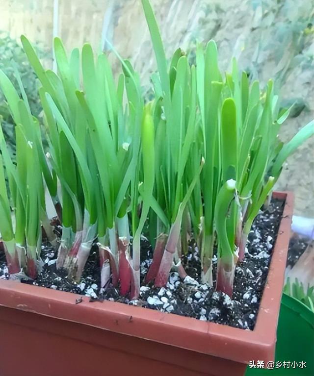 菲菜怎么做好吃，韭菜的做法有哪些（在家用泡沫箱种韭菜）