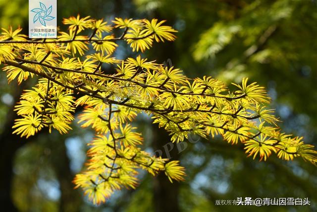 种植黄连木前景怎么样，种植黄连木最佳温度是多少（每亩收益至少10万元）