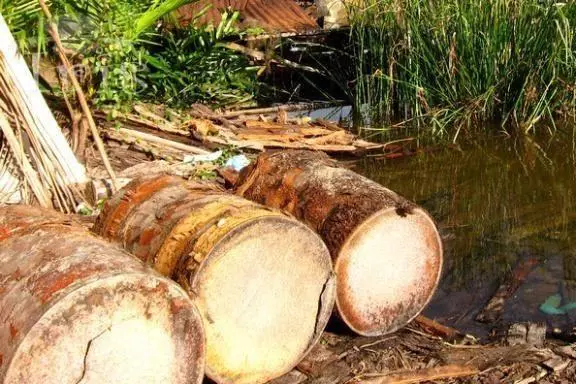 像椰子树的树叫什么，像椰子树的树叫什么室内（一棵却能产数百斤大米）