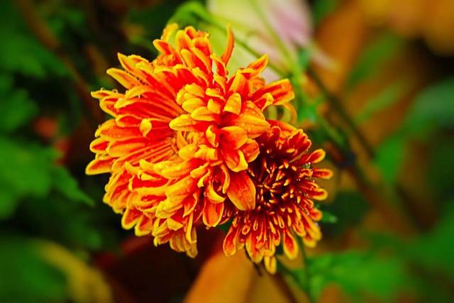 重阳节和菊花有什么关系，重阳节菊花代表什么意思（重阳节与菊花）