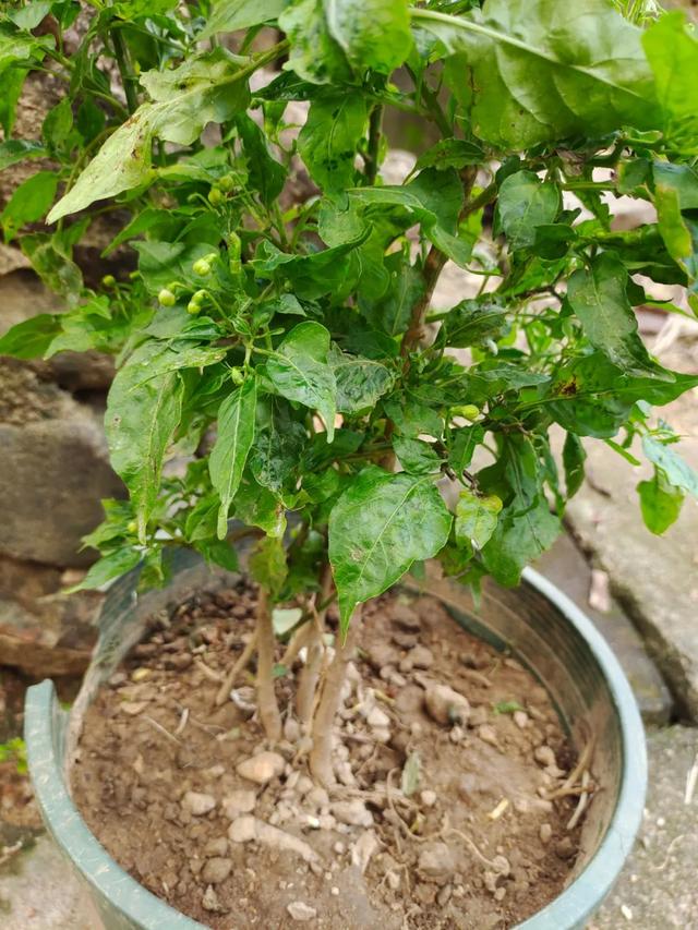 种花用什么土壤最合适，种花用什么土好（我常用的四个通用营养土配方）