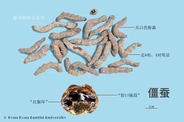 僵蚕的作用与功效，每天学习一味中药——僵蚕