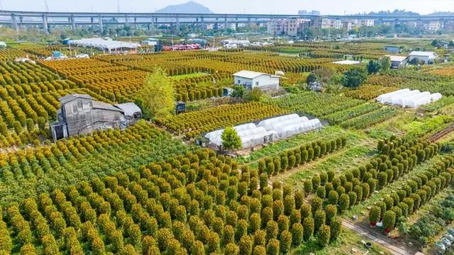 春节习俗之逛花市，春节前逛花市（逛花市、摆年桔这些广式年俗又从何而来）