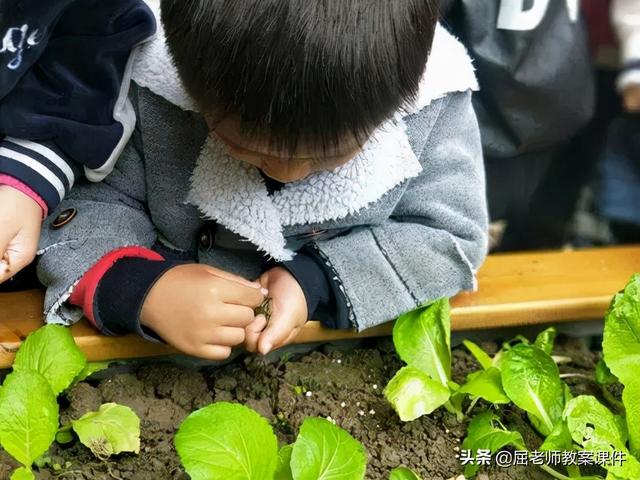 种子长出了根教案，幼儿教学活动教案（屈老师小班主题教案《小种子长大了》）