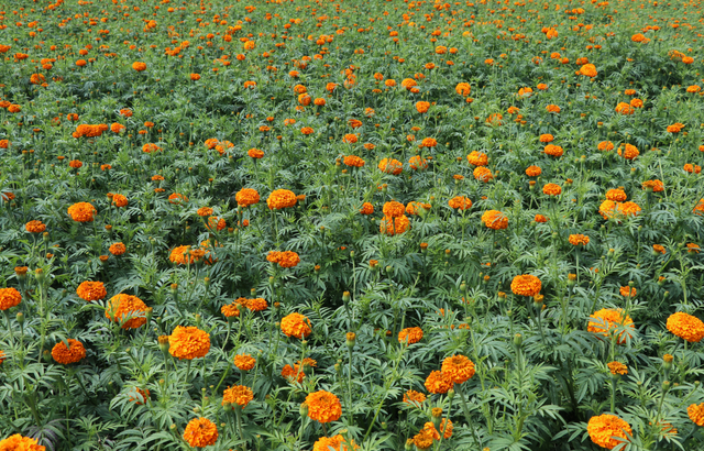 推进乡村文化振兴的措施是哪些，如何振兴乡村文化（艺赋能——腾冲市创新举措全力推进乡村振兴）