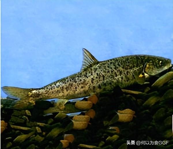 泸沽湖三大禁忌，泸沽湖和洱海哪个更值得去（泸沽湖畔摩梭人的传统食材与饮食文化）