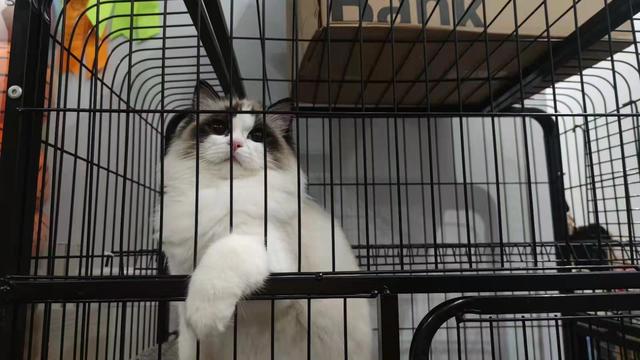 如何抓到一只小野猫，如何抓到一只小野猫视频（找猫最有效的方法）