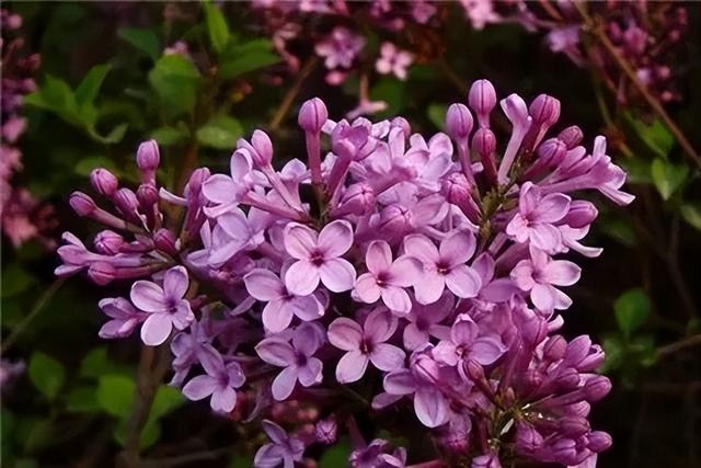 家中最忌讳的十种花，家中最忌讳的十种花树（这“10种花”再美）