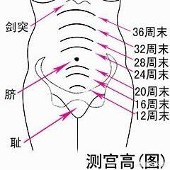 子宫口图片(子宫的位置图)