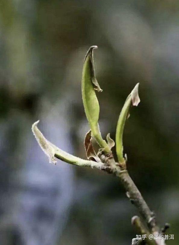 带有茶字的词语，与茶字有关的词语（茶的这些雅称）