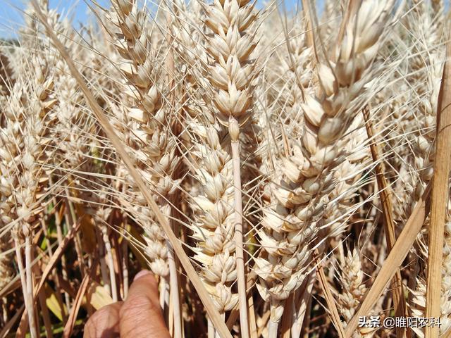 什么小麦品种是高产小麦，亩产都超900公斤