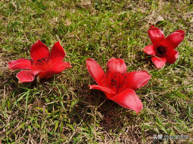 有白色的木棉花吗，白色的木棉花寓意什么意思（你知道木棉花花语是什么吗）