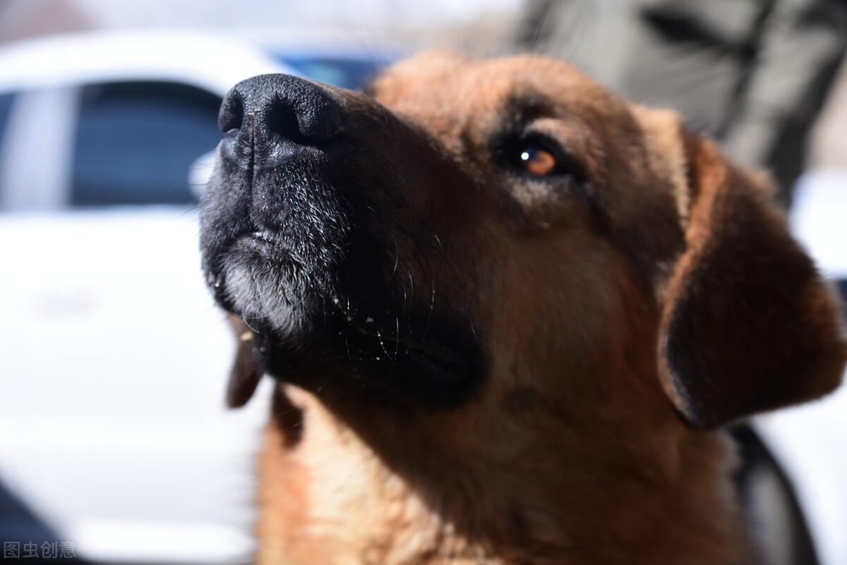 流浪狗咬人的案例分析（流浪狗为何冲进集体婚礼现场咬仨女人）