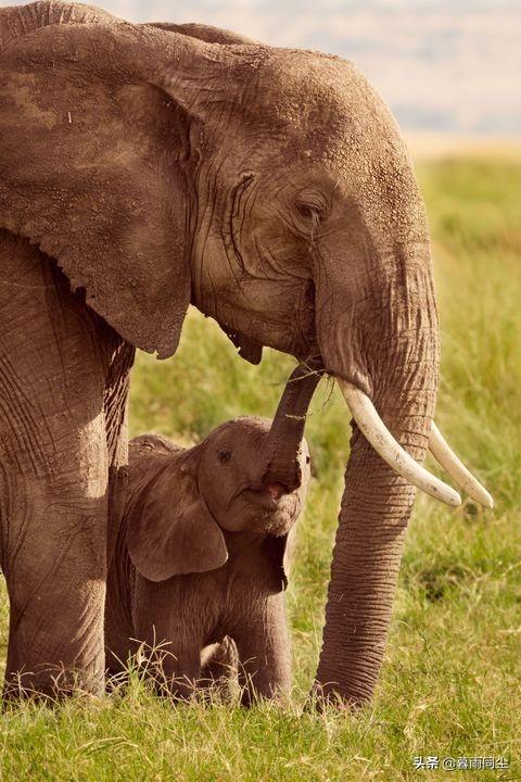 有哪几种动物名字，地球上30种最极端的动物