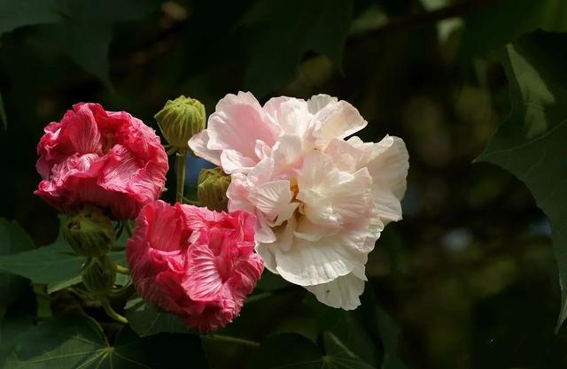 木莲（木莲世家），水莲花尽木莲开——木芙蓉（木莲木莲文章）
