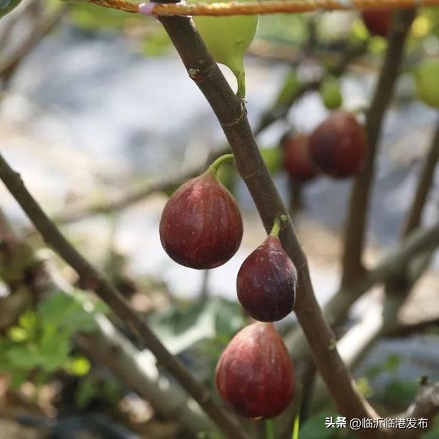 布兰瑞克无花果，布兰瑞克无花果苗行情（临港无花果采摘正当时，约起）