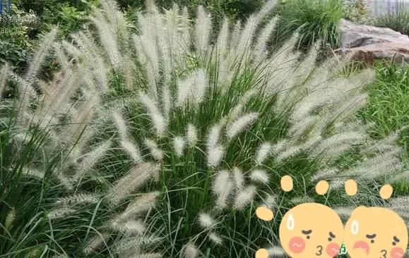 白草喜欢生长在山坡,路旁,那些比较干燥的地方,也会