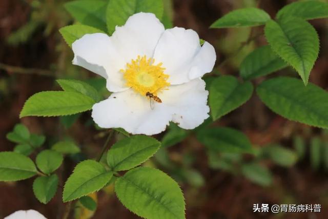 曼陀罗花的图片，曼陀罗花是什么（301味中药材的原植物彩色图谱）