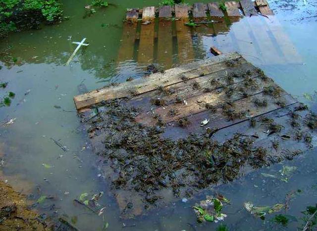 螃蟹如何正确养殖，螃蟹如何养殖注意事项（螃蟹养殖应该明确得几点措施）