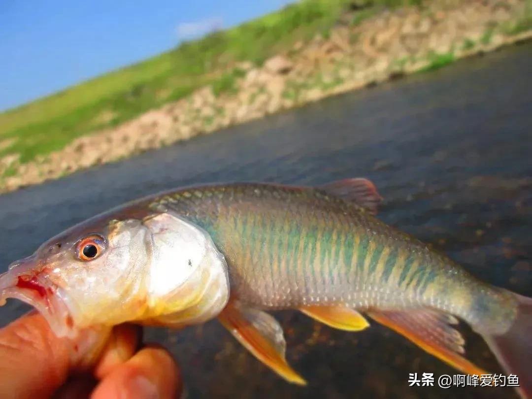溪石斑鱼百科(长相奇特) - 去钓鱼