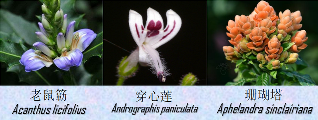 关于爵床科介绍，爵床科的特点（西双版纳植物园亮相了）