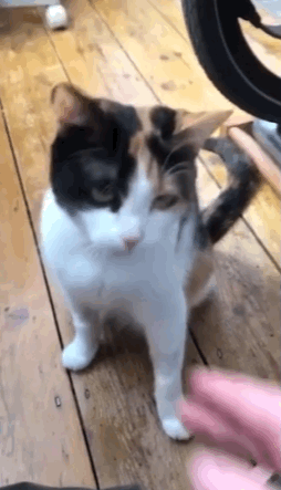 timi是什么意思，timi中是什么意思（“养了一只患有听力障碍的小猫咪）