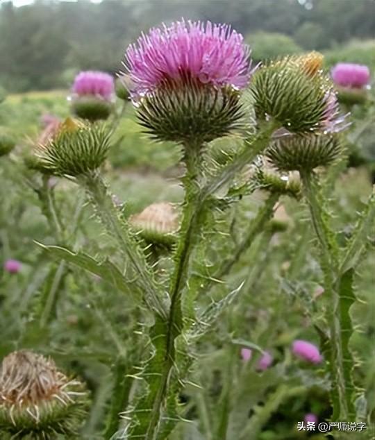 “穹”这个字怎么读，穹这个字念什么（邛、蓟、涪、涿、藁、邳、溧、嵊）