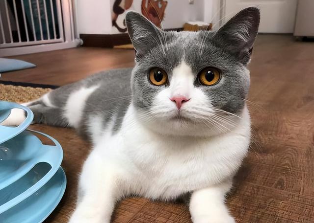 猫咪为什么怕黄瓜，为什么猫会怕黄瓜（千万不要对猫咪做这些事情）