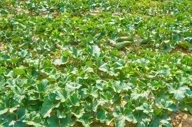 瓜车是什么意思，瓜子保卖车是什么意思（《卖瓜》谨以此献给我的父亲）