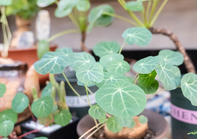 山乌龟植物怎么养，山乌龟怎么养才能更好（养殖山乌龟留1-2根主藤好）