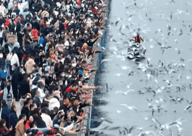 昆明海鸥最佳观赏地，去海埂大坝看海鸥前