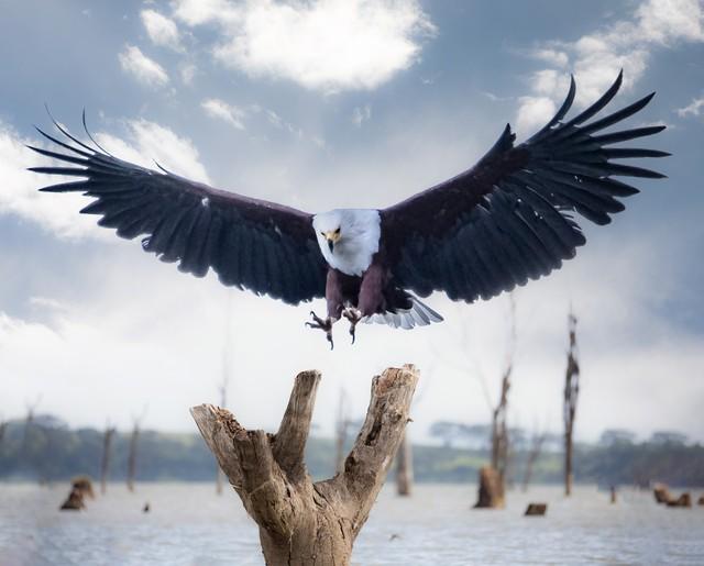 印度的国鸟是什么，各个国家的国鸟是什么（揭秘为什么中国还没有“国鸟”）