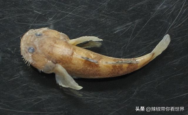 盐城特产介绍，盐城特产（大自然寂静之美造就这里的特色美食）