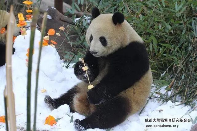 ​游客认错花花，就是那个三角形饭团~