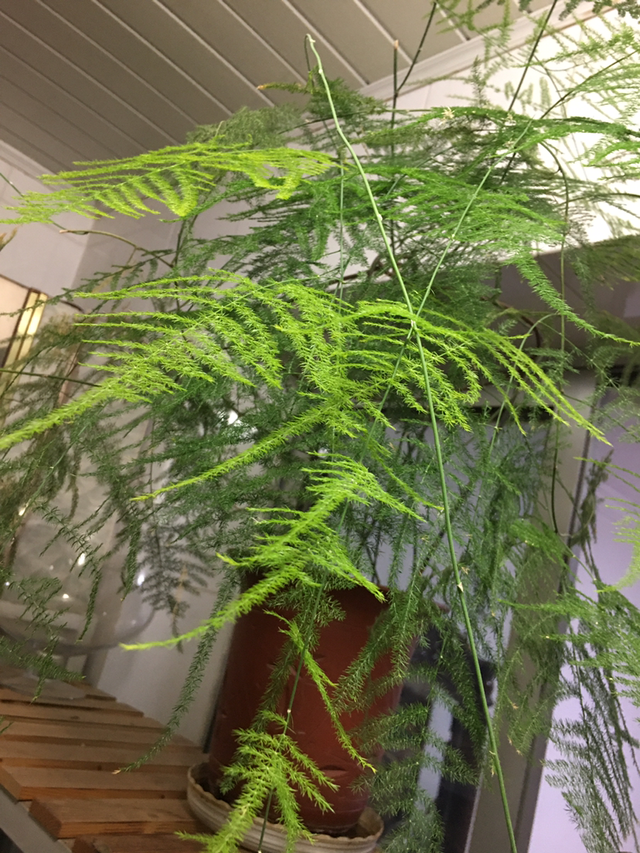 4种花寓意好家里养一盆，在家养一盆有好兆头