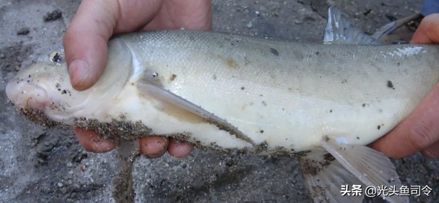 长江名贵鱼前十名，10大凶猛淡水鱼（我国保护的鱼类有87种）