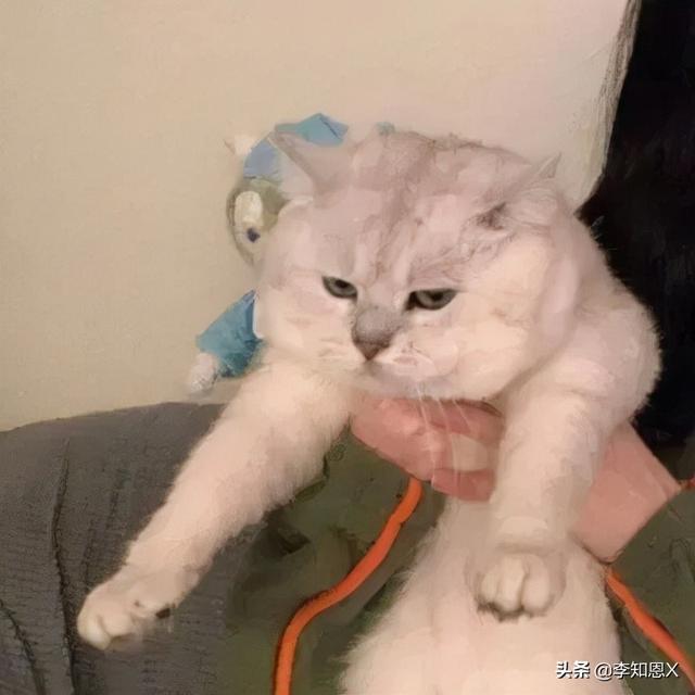 抱猫的女生头像，乔：可爱抱猫女头 人刚认识的时候总是拘谨中带着温柔微信（有趣可爱的情侣头像啊）