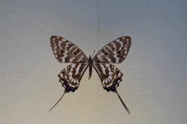 做什么梦说明爱情要来了，什么梦预示真爱到了（爱情魅力追求梦）